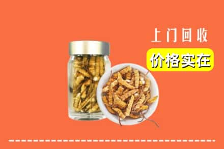 诚信求购:鄯善县高价回收散虫草